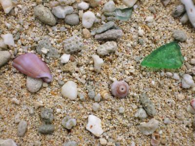 浜の貝とグラス