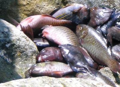 沢山の獲物（魚）