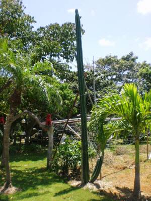 島んちゅ宅サボテン