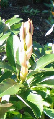 ?の木の新芽(葉)