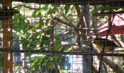 島んちゅ宅鳥小屋１