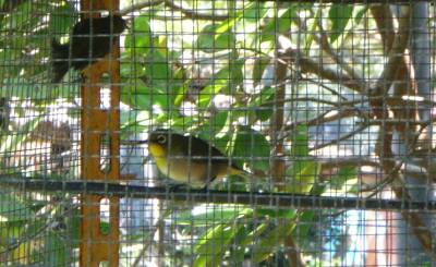 島んちゅ宅鳥小屋２