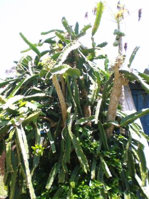 島んちゅ宅ドラゴンフルーツ