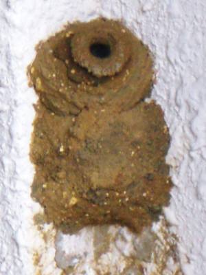 蜂の巣造り・アップ