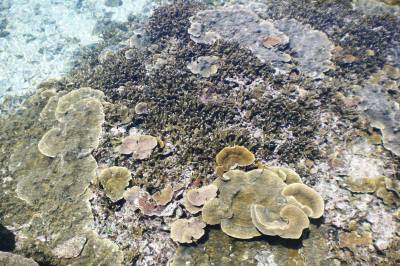 東平安名海岸のサンゴ
