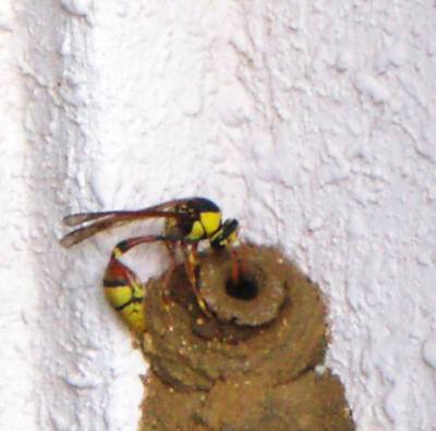 蜂の巣造り・蜂