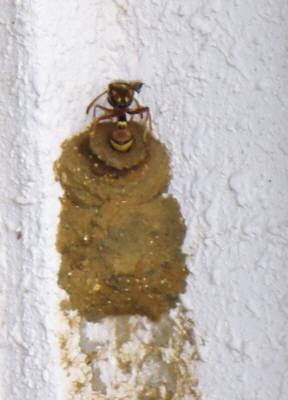 蜂の巣造り・産卵中