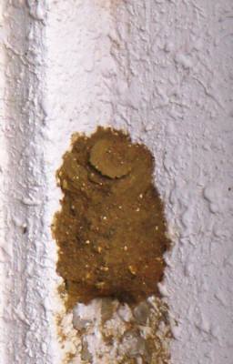 蜂の巣造り・入口閉め