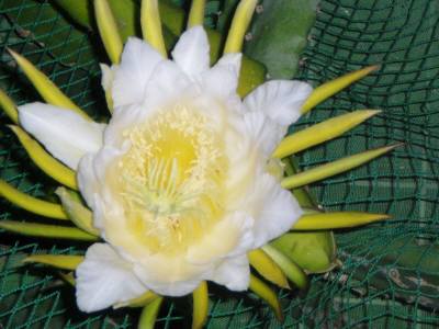 ドラゴンフルーツ3