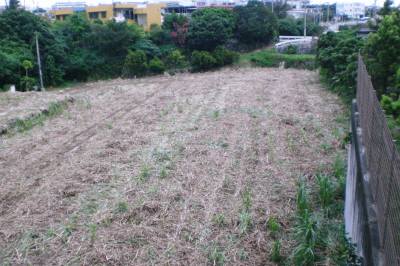 収穫後のキビ畑