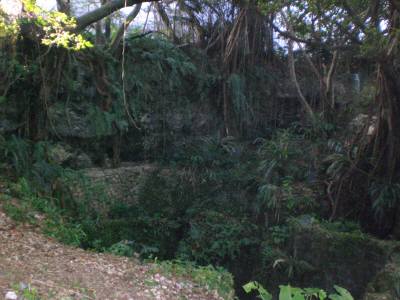 大和井の根っこ1