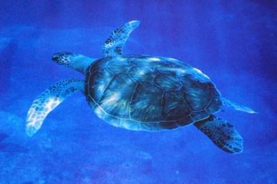 カレンダーの海亀