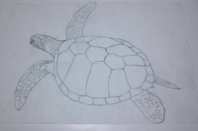 トレースしたウミガメ