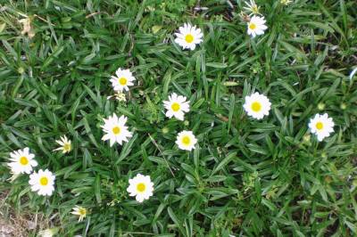 ５月の白い花１