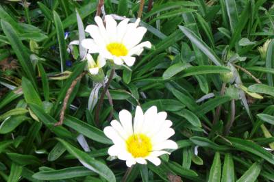 ５月の白い花２