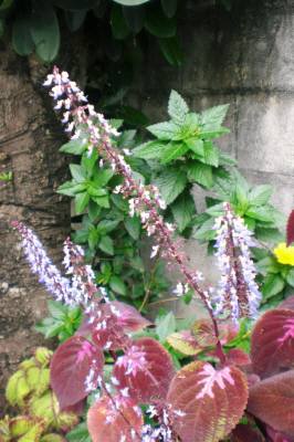 ５月の赤い葉の花