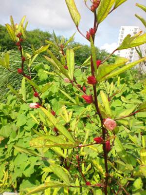 ロ―ゼルの花？