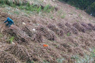 キビの収穫作業２