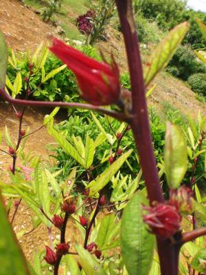 ロ―ゼルの額をアップ