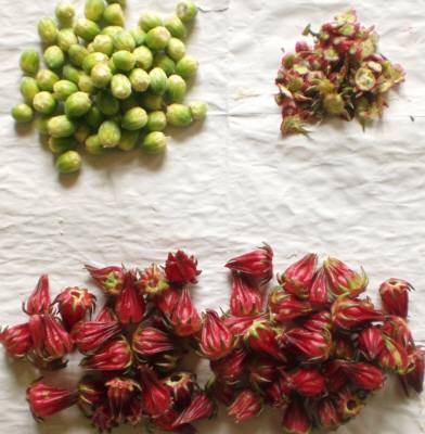 ロ―ゼルの種とがく