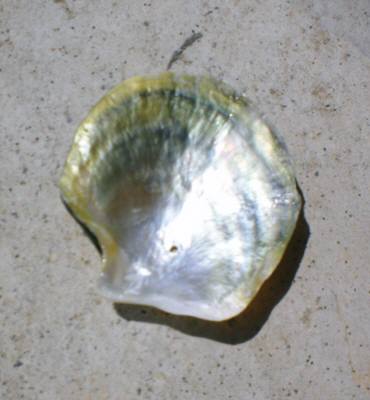 クロタイラギの真珠貝1