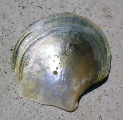 クロタイラギの真珠貝２