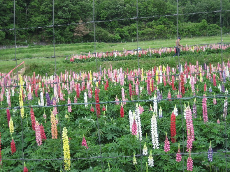 わたしのひとりごと