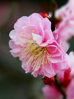 梅の花 (携帯待受画像)