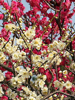 梅の花 (携帯待受画像)