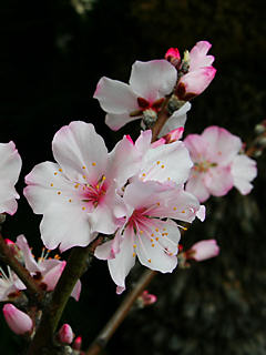 アーモンドの花 (携帯待受画像)