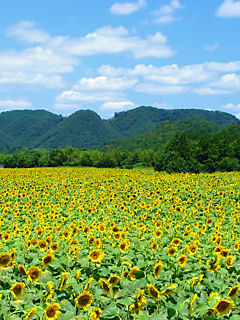 ひまわり畑・ひまわりの花 (携帯待受画像)