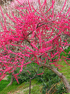 梅の花(携帯待受画像)