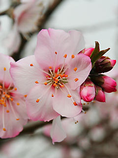 アーモンドの花 (携帯待受画像)