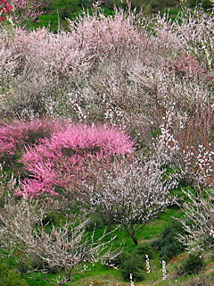 梅の花(携帯待受画像)