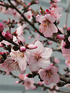 アーモンドの花 (携帯待受画像)