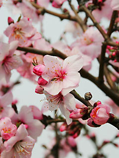 アーモンドの花 (携帯待受画像)