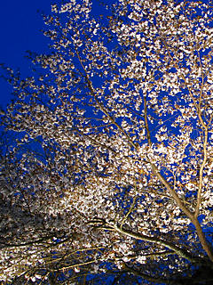 夜桜ライトアップ夜景 (携帯待受画像)