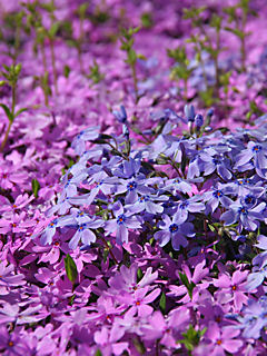 芝桜(シバザクラ)の花 (携帯待受画像)