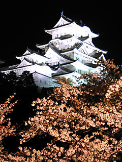 夜桜ライトアップ夜景・姫路城 (携帯待受画像)