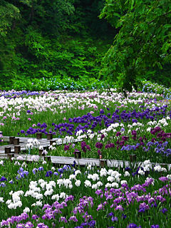 花菖蒲園 (携帯待受画像)