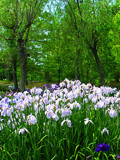 花菖蒲園 (携帯待受画像)