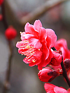 梅の花(携帯待受画像)