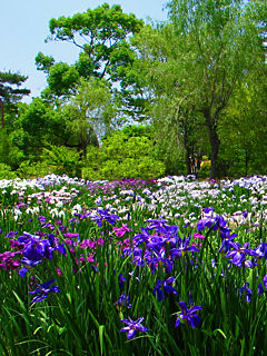 花菖蒲園 (携帯待受画像)