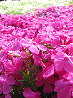 芝桜(シバザクラ)の花 (携帯待受画像)