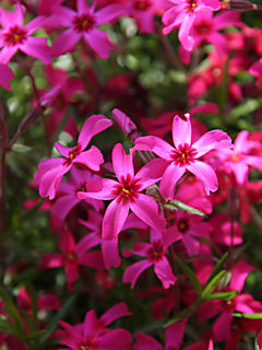 芝桜(シバザクラ)の花 (携帯待受画像)