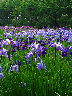 花菖蒲園 (携帯待受画像)