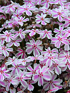 芝桜(シバザクラ)の花 (携帯待受画像)