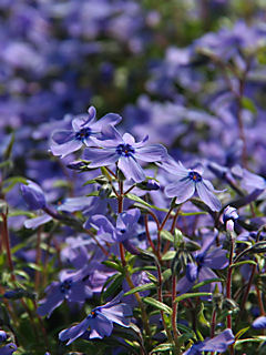 芝桜(シバザクラ)の花 (携帯待受画像)