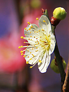 梅の花(携帯待受画像)