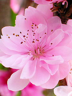 桜の携帯待受 壁紙写真 携帯待受画像 無料壁紙 楽天ブログ